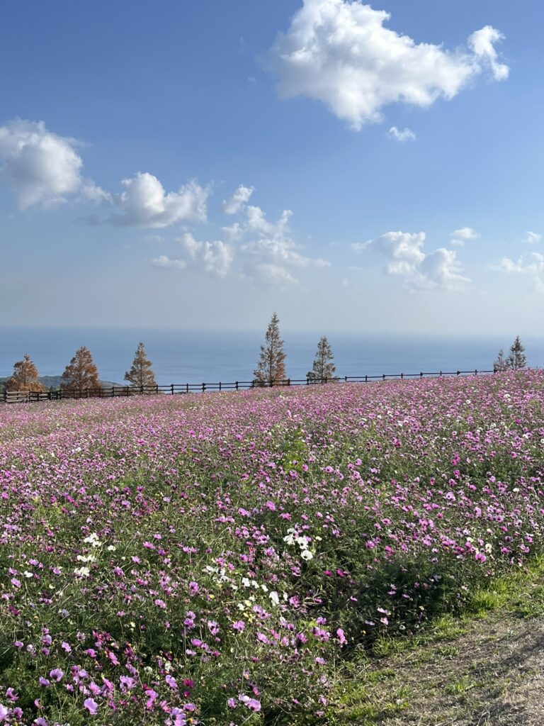 あわじ花さじきのコスモス畑