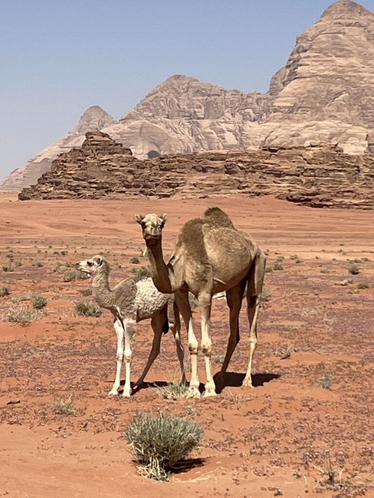 ワディラムのらくだの親子