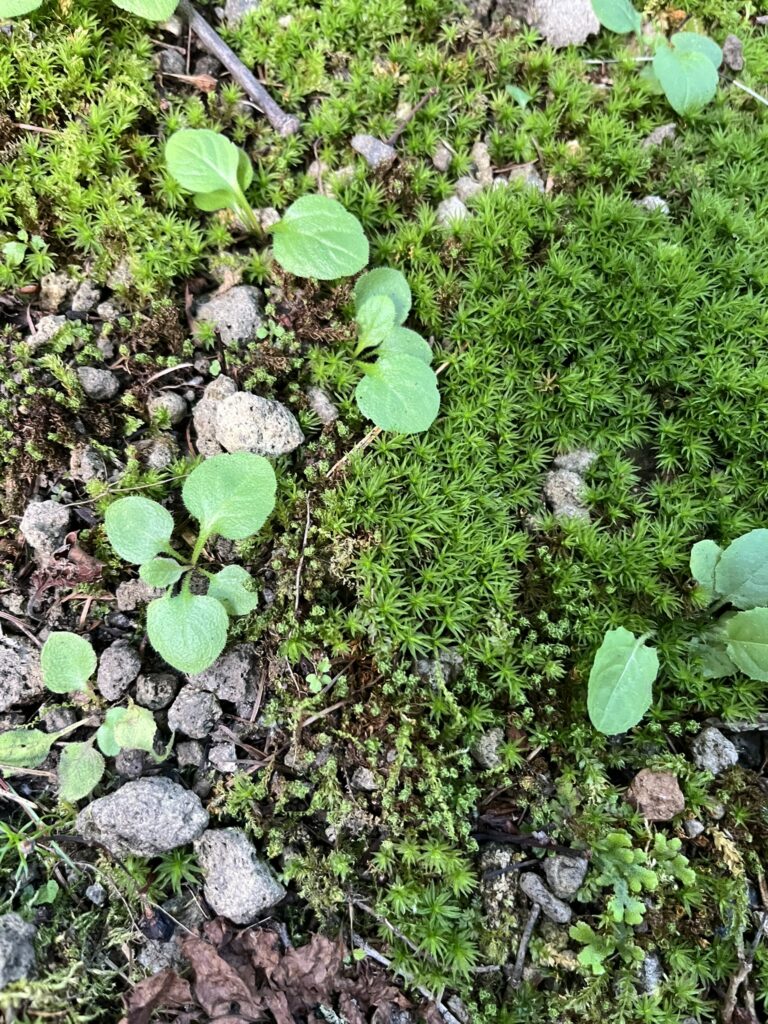 石の下から生える雑草